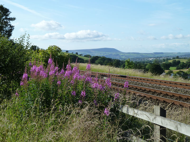 Railway Flowers